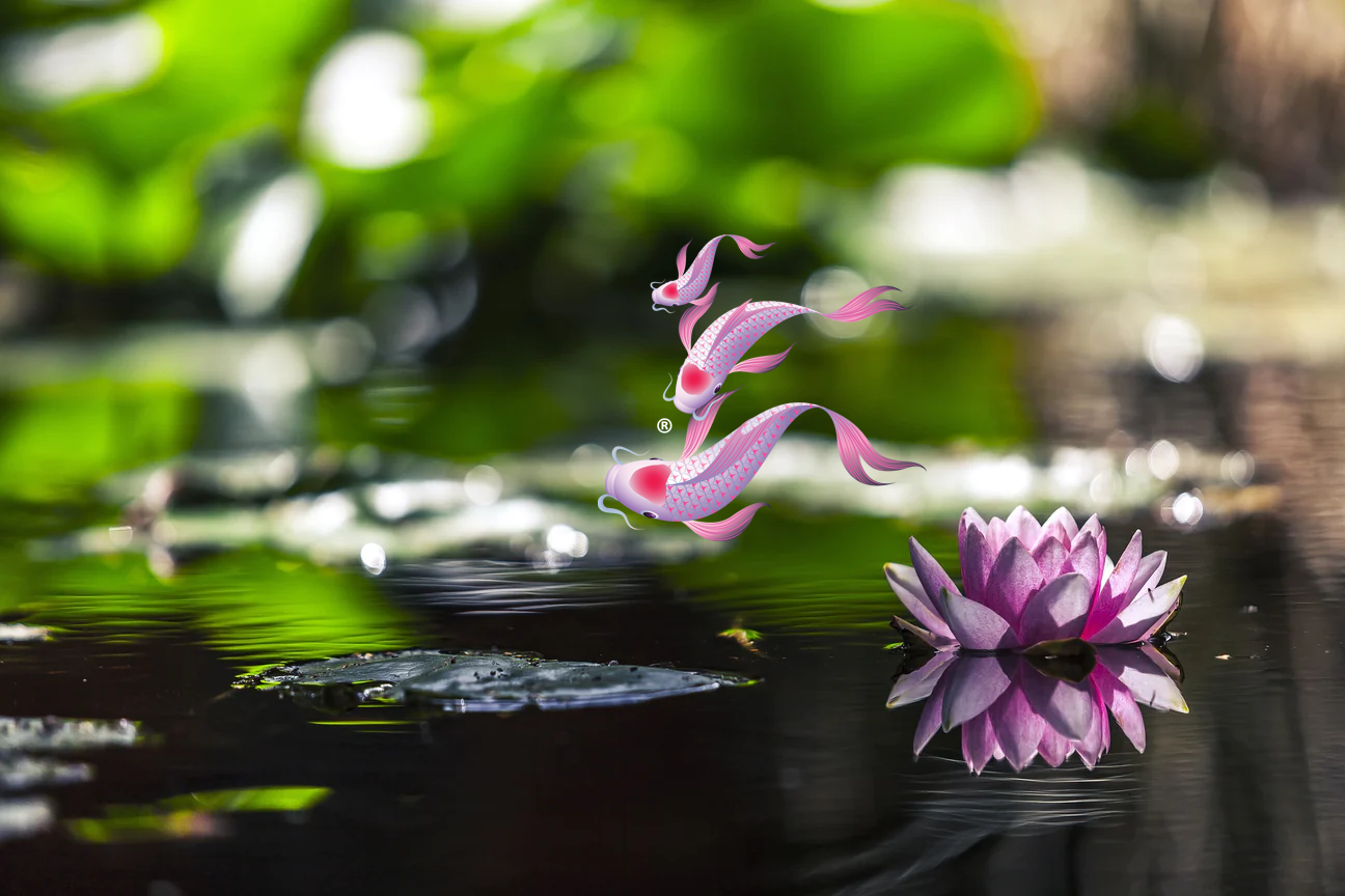 Pond and Lake Management – Iku Koi Kichi