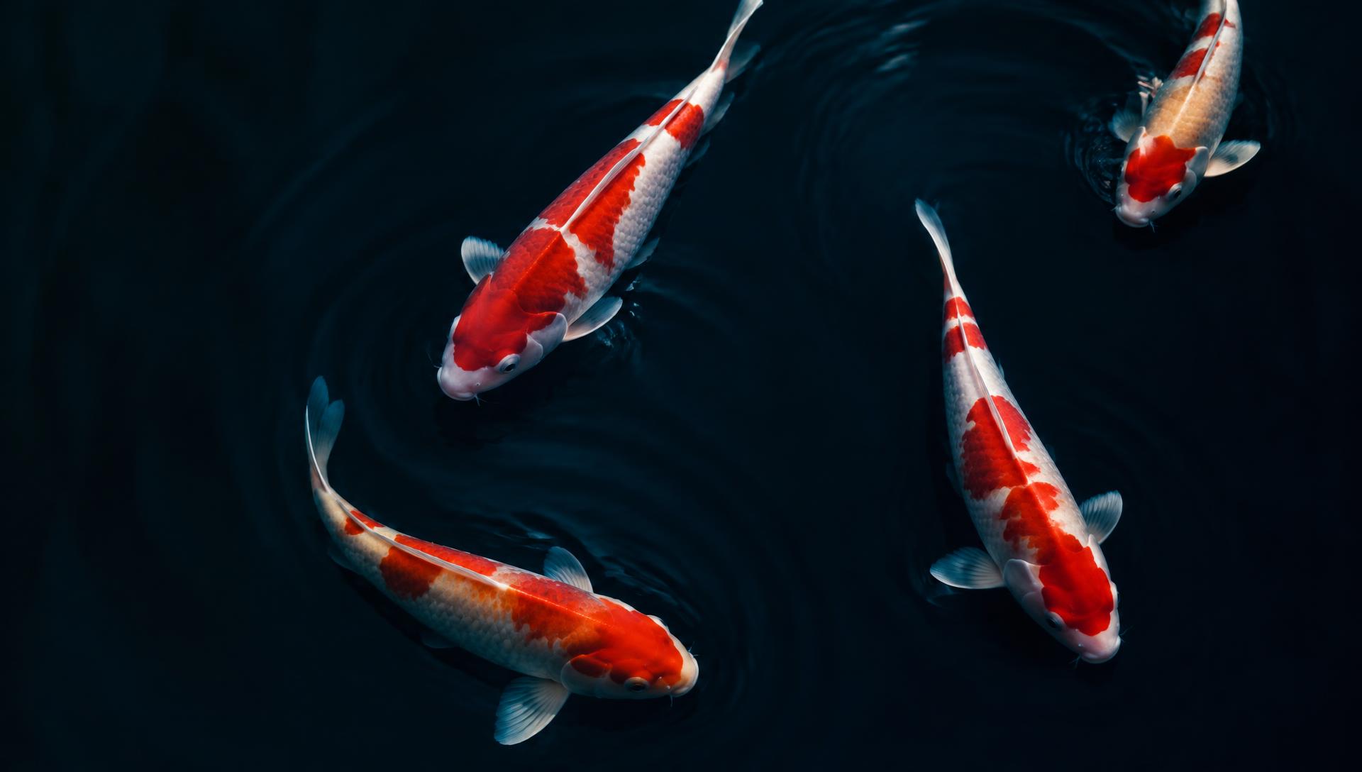 Kohaku koi swimming in deep indigo water