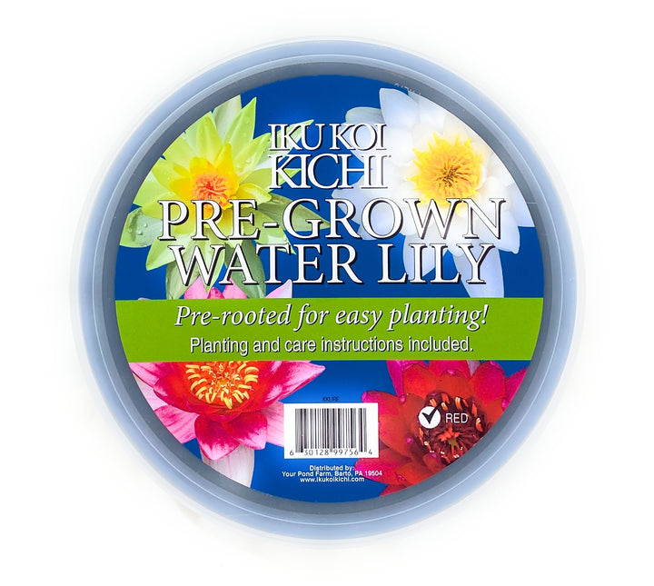Pre-Grown Water Lily
